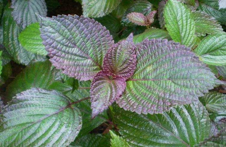 静安区蔬菜生鲜配送价格